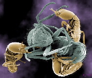 termites attacking an ant under electron microscope.