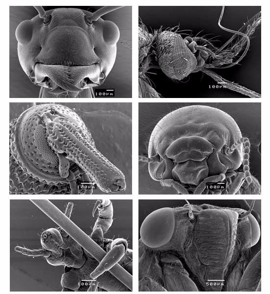 insects under electron microscope