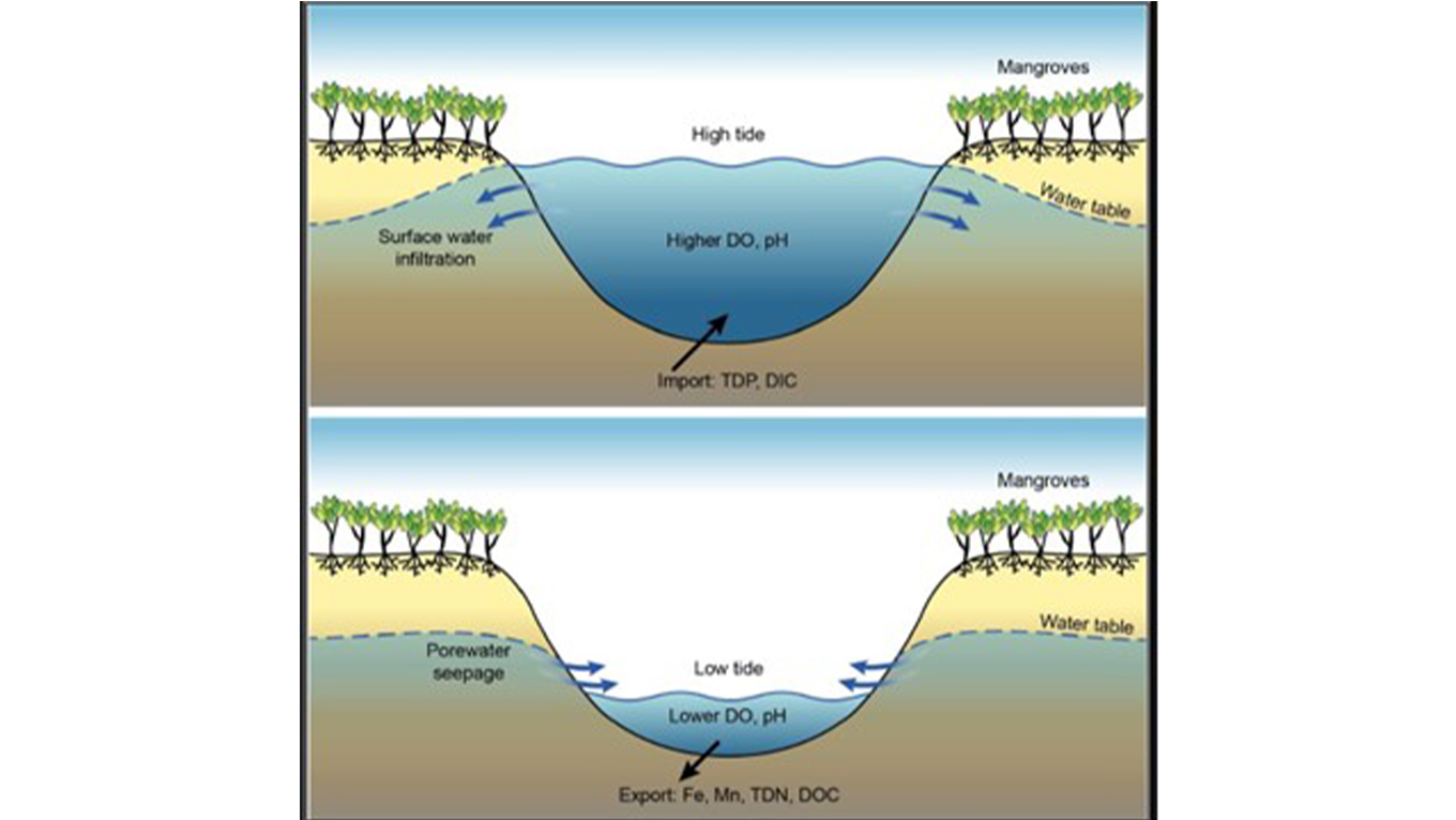 Illustration of tidal dynamics driving surface water and groundwater fluxes of carbon and nutrients in a coastal wetland affecting its water quality.  