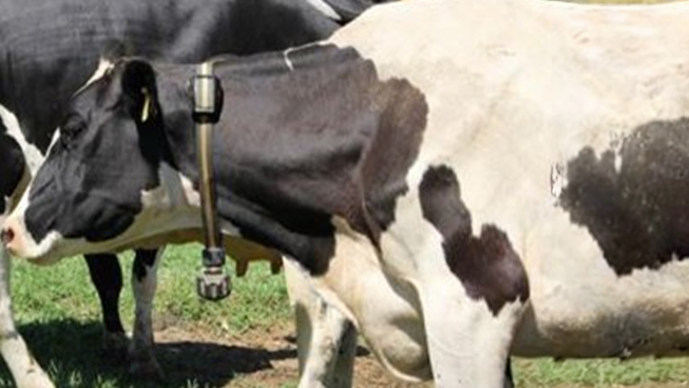 Cows fitted with SCR collar which records rumination and activity level.