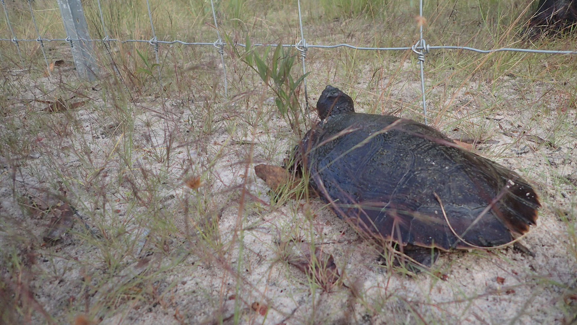 Turtle at fence.