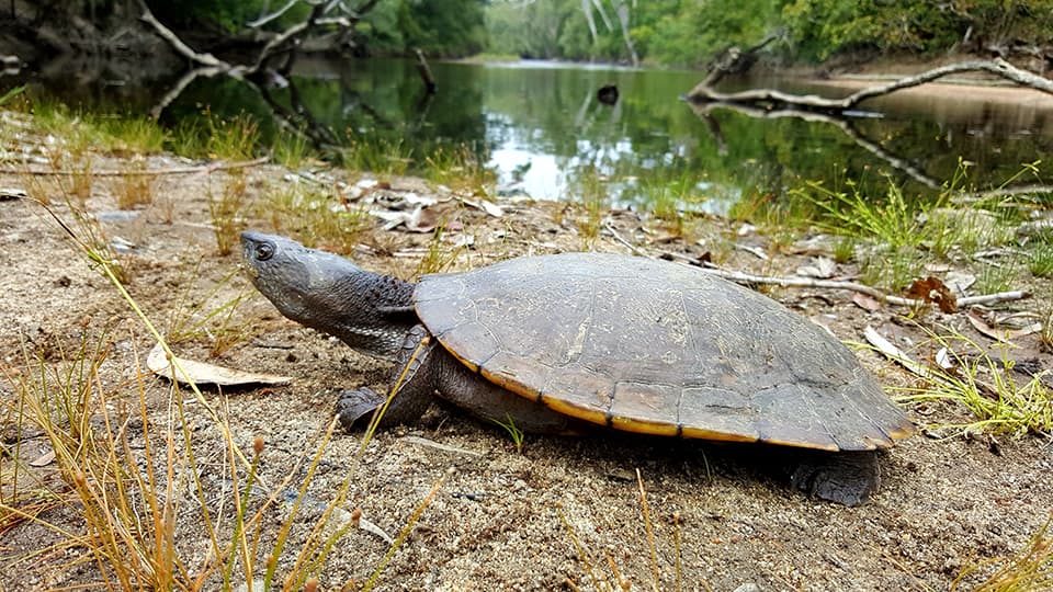 Turtle 