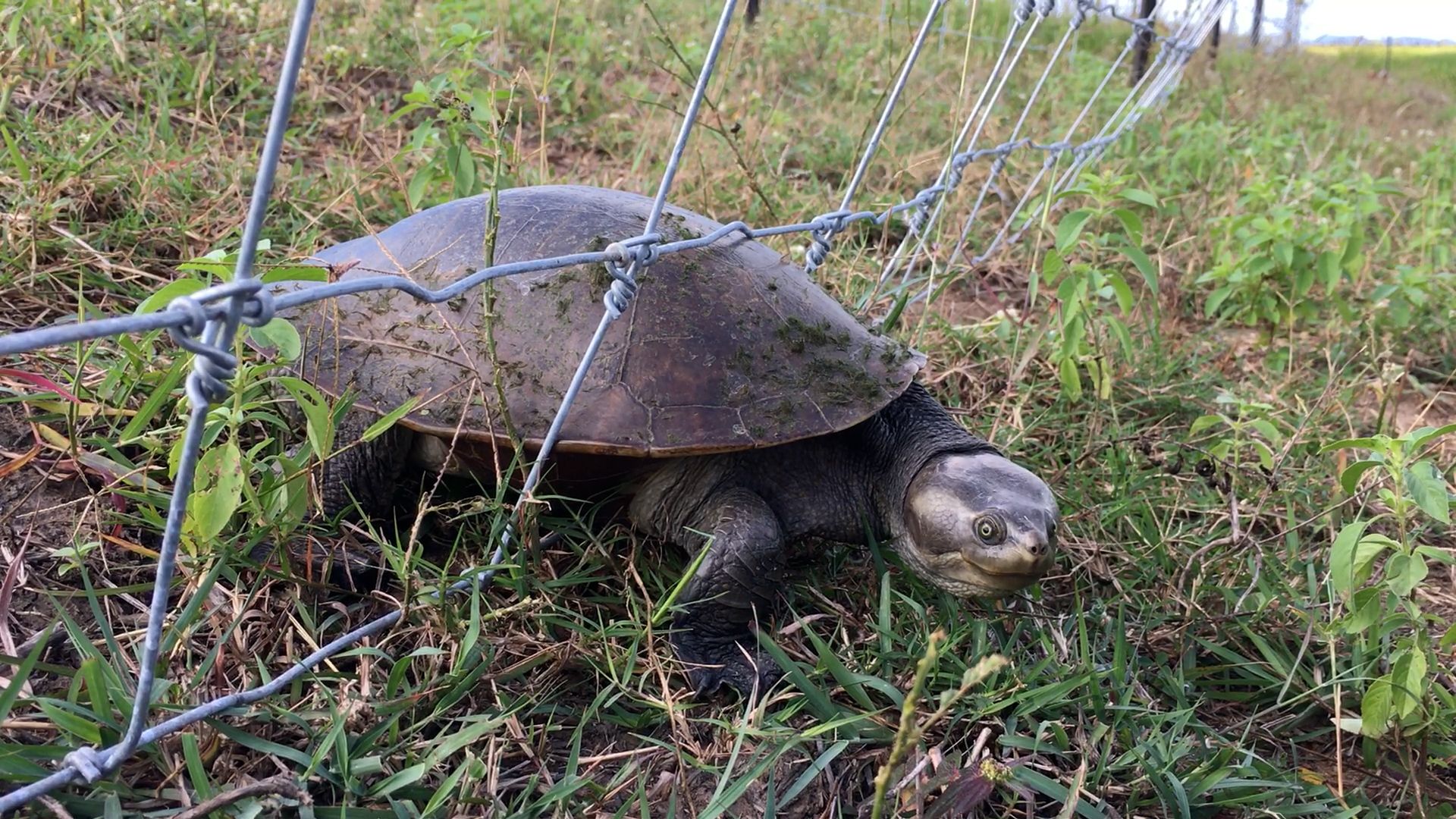 Turtle.