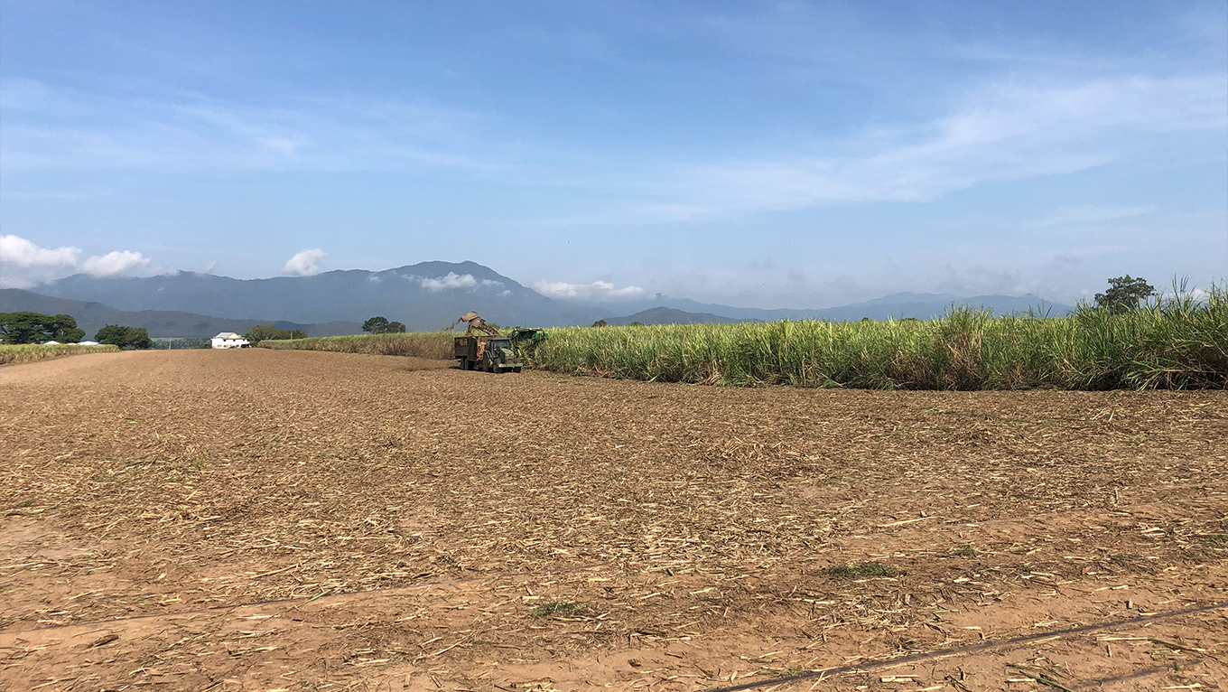 Harvester in sugarcane field. Photo credit: Fred Holden.