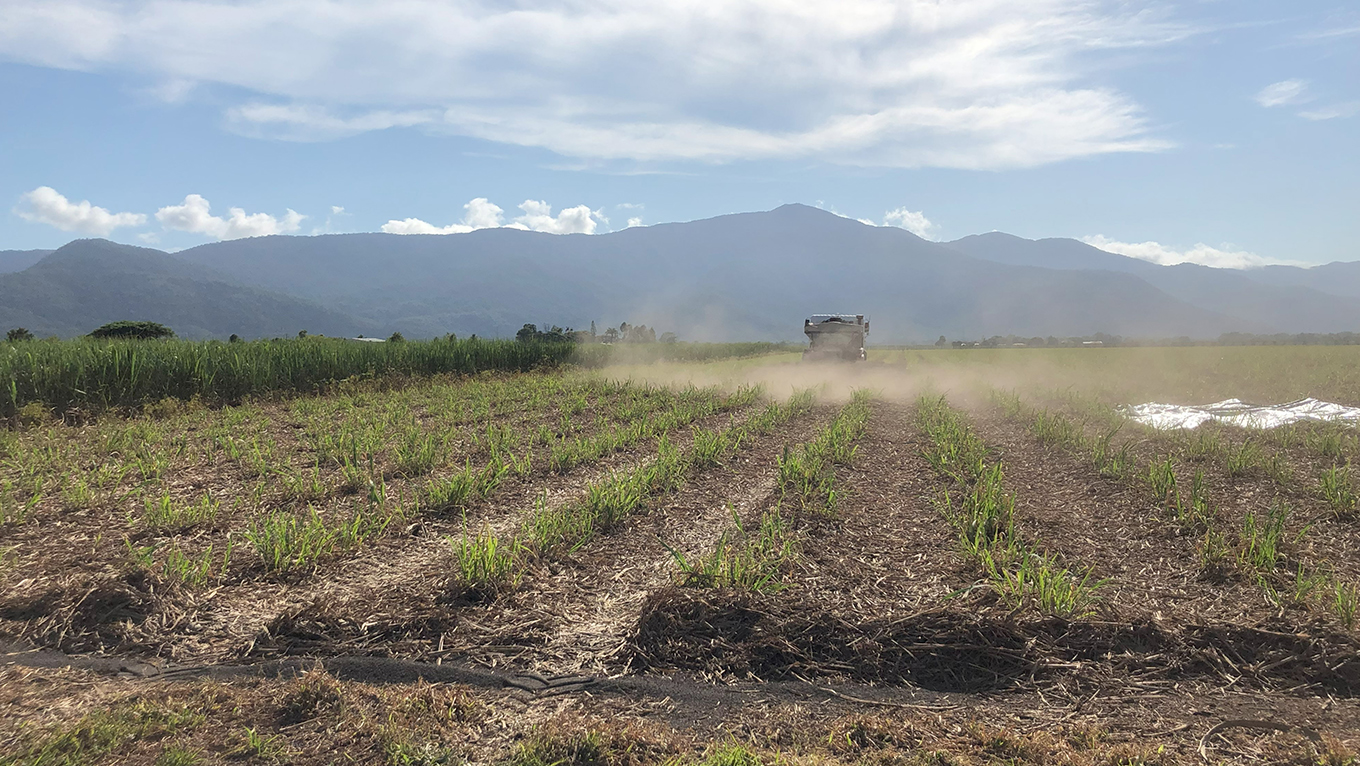 : Treatment application - Spreading crushed basalt over sugarcane. Photo credit Fred Holden.
