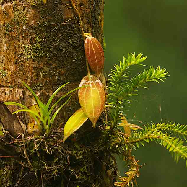 Fauna