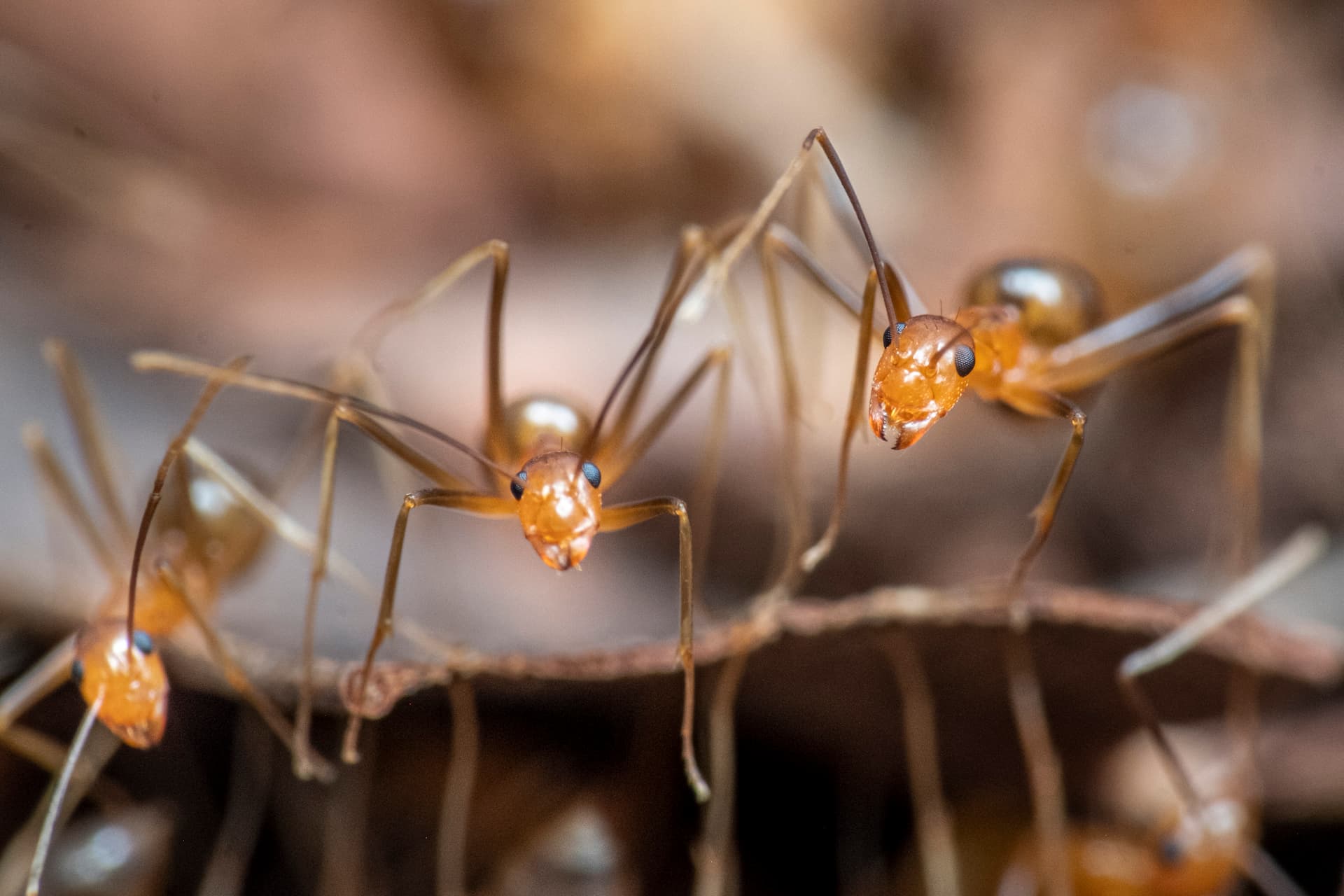 Close up of group of yellow crazy ants. 