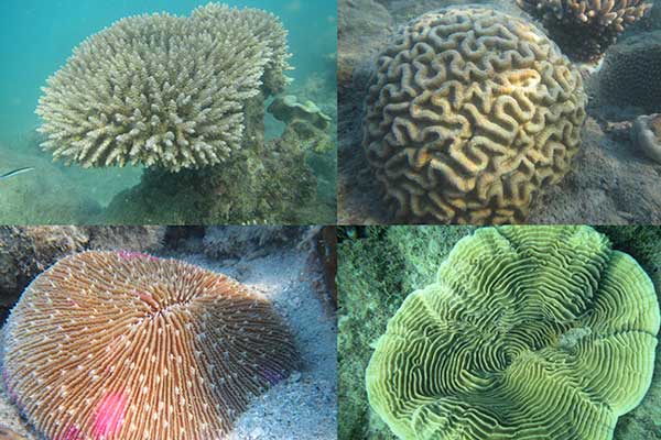 Various corals