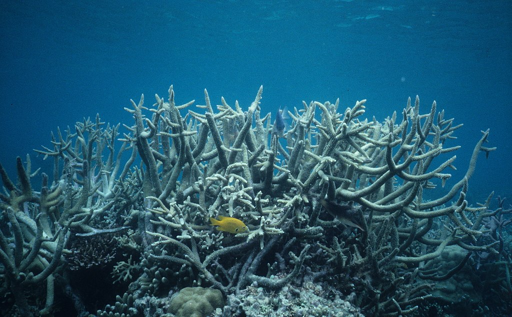 Branching coral