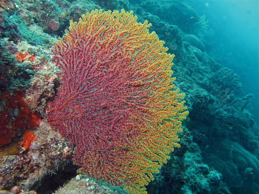 Sea fan
