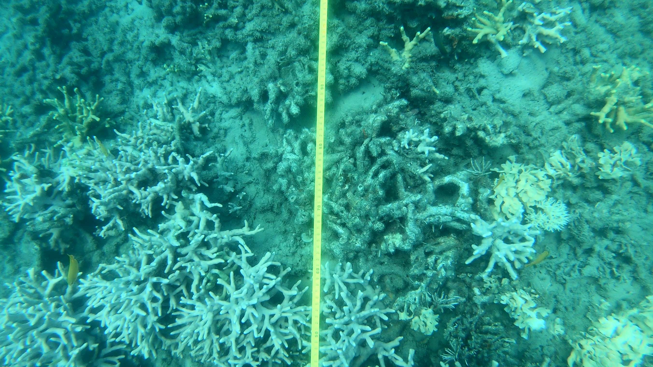 coral reef with a tape measure laid across it