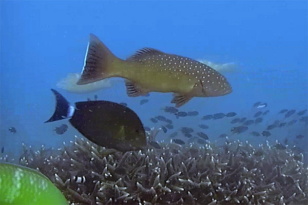 Coral trout and others over acropora Coral trout, parrotfish, surgeonfish snapper and cleaner wrasse swimming over an acropora outcrop