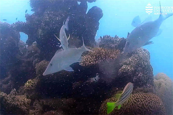 Longnose emperor Longnose emperor, bludger trevally and stripey snapper