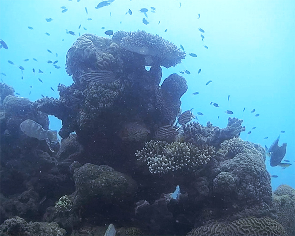 Coral outcrop with various reef fish
