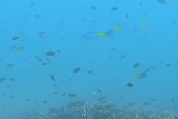 Planktivorous fish over acropora Various planktivorous fish swimming over an acropora outcrop