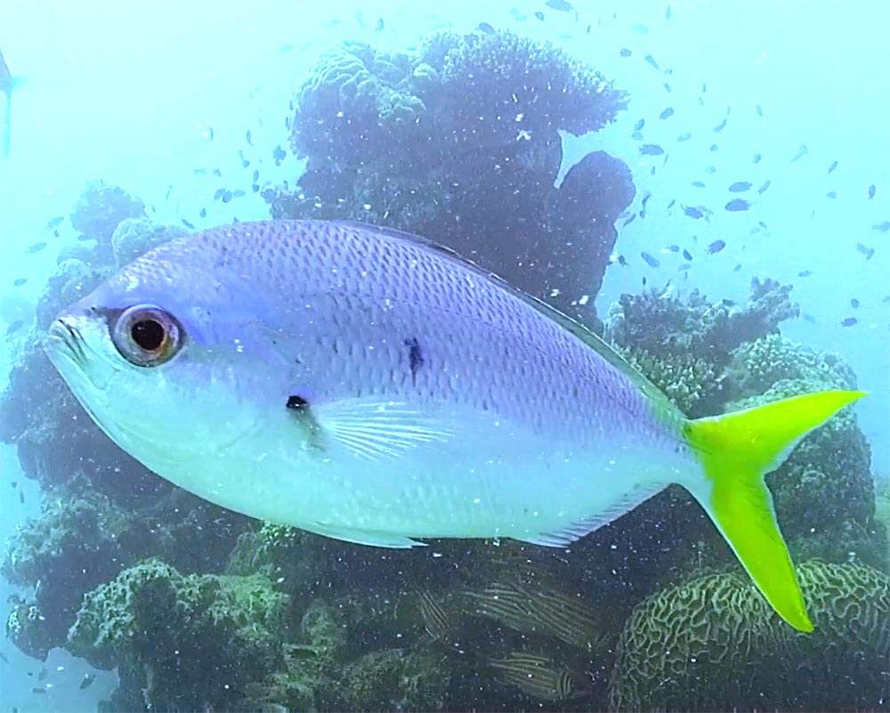 Yellowtail fusiliers swimming in front of a coral outcrop