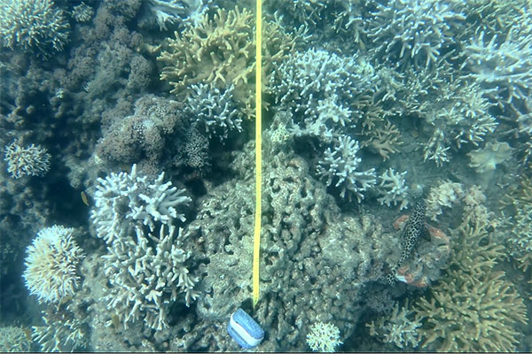 Coral reef transect start Coral and a tape measure running through them