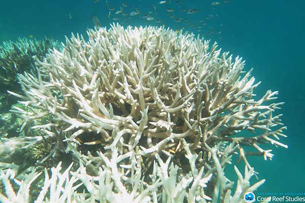 Bleached coral Bleached coral from Mission Beach 2017