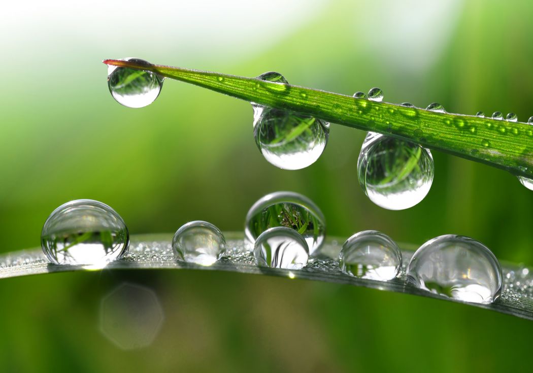 raindrops on leaf