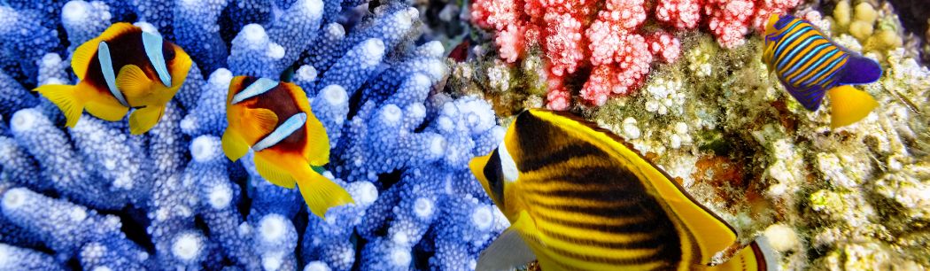 4 colourful fish infront of blue and red coral