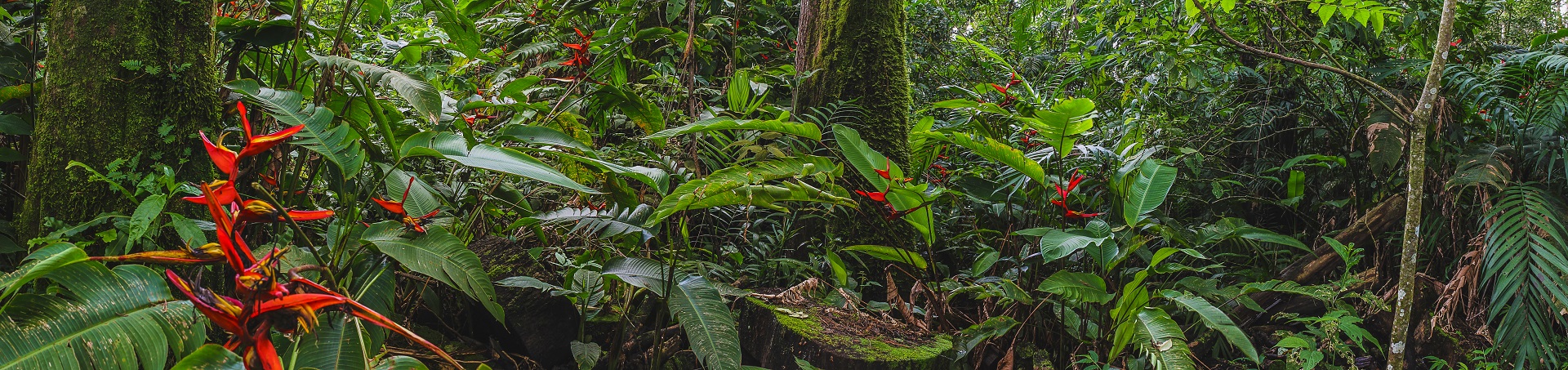 rainforest. 