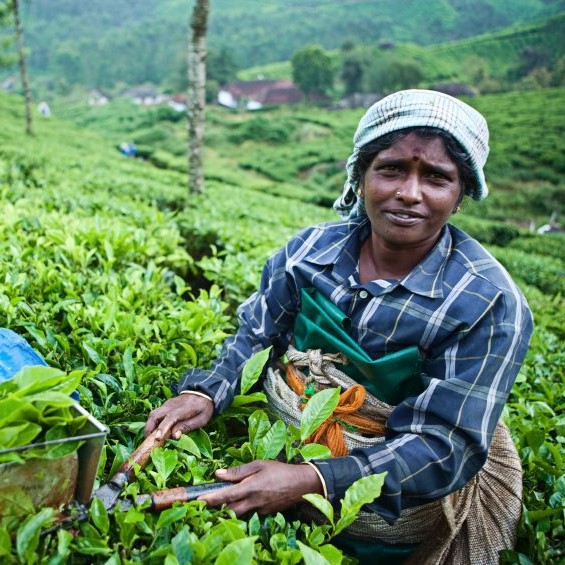 Women cutting grass with clippers. 
