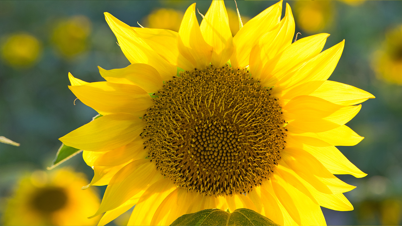 Sunflower