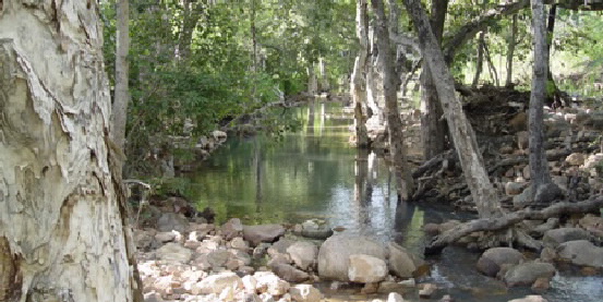 Photo of aquatic habitat in upper reaches of University Creek in Townsville