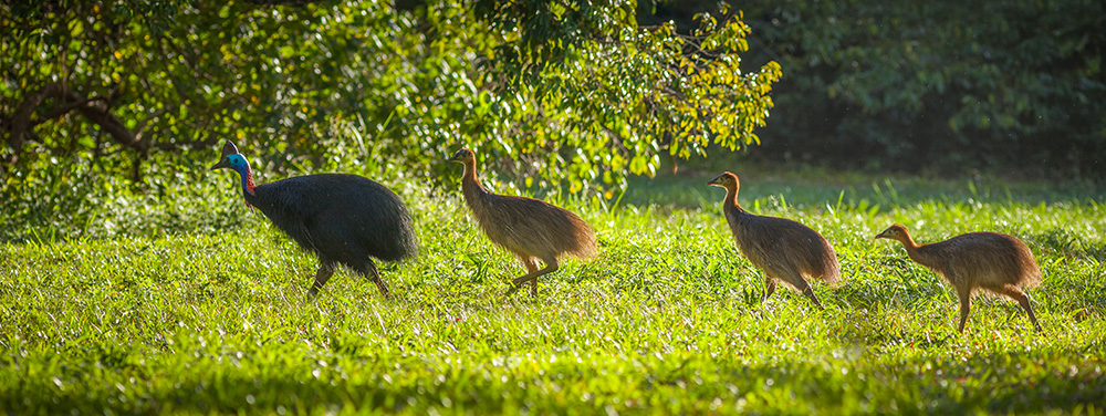 mother cassowary with babies.