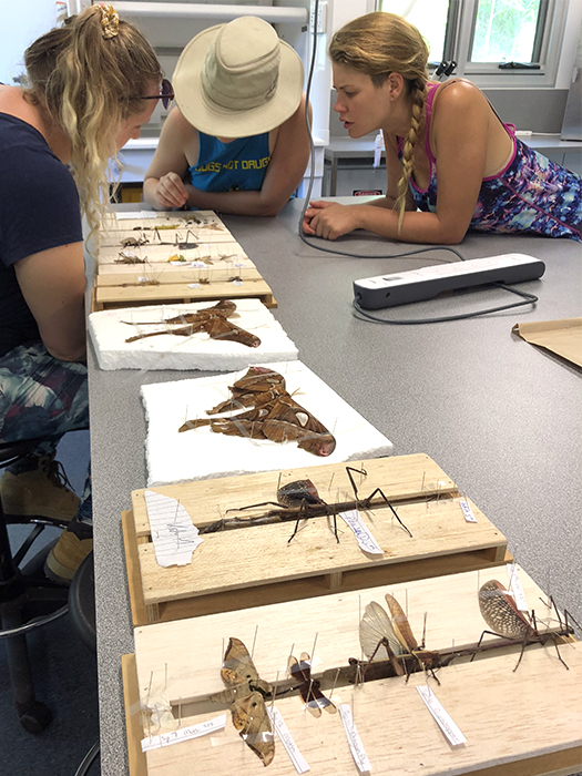 Students preserving insects