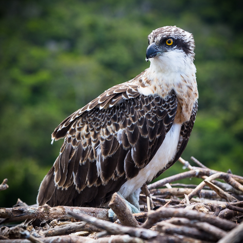 Osprey Osprey