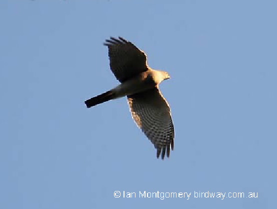 collared sparrowhawk on the wing
