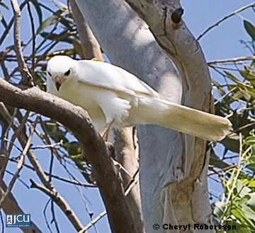 Image of white goshawk