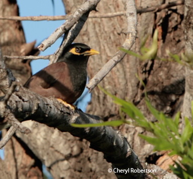 Common or Indian Myna