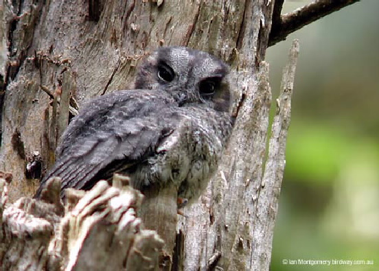 owlet nightjar