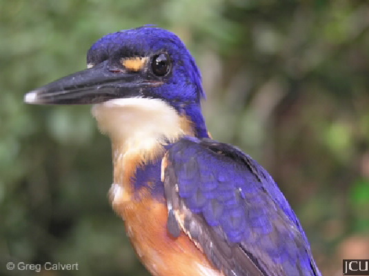 Alcedo azurea
