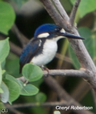 Alcedo pusilla