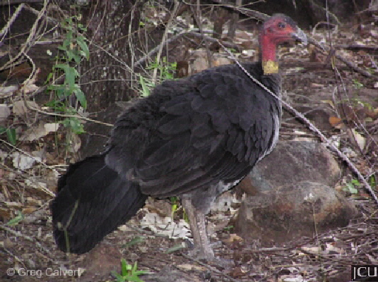 Alectura lathami