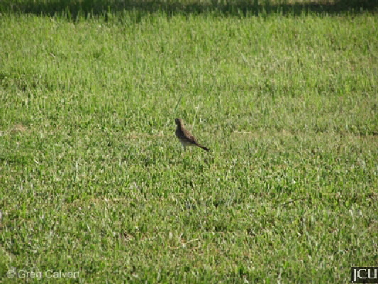 Antus novaeseelandiae