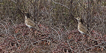 Two pipits