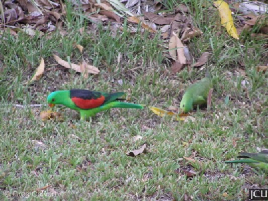Aprosmictus erythropterus