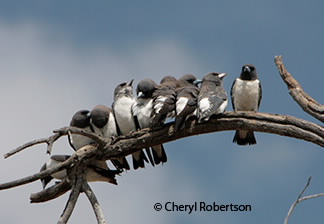 Nine white-breasted woodswallows sitting on a branch in typical style
