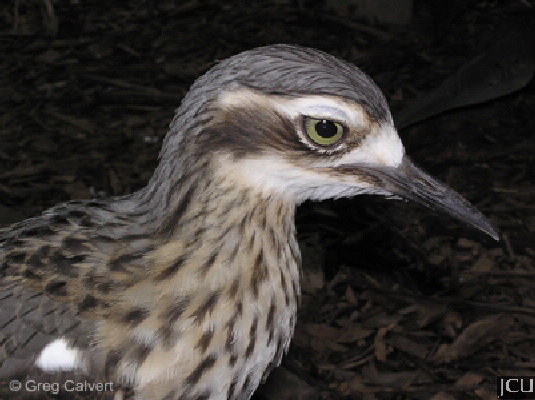 bush stone-curlew