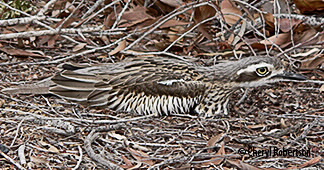 Curlew camouflage