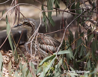 Daytime roosting under overhanging branches