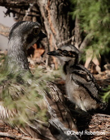 parent and  chick