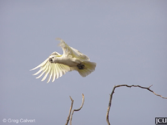 Cacatua galerita