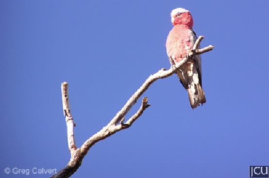 Cacatua roseicapilla