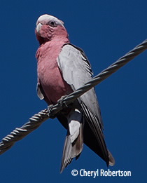 galah on powerline