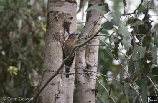 Cacomantis flabelliformis